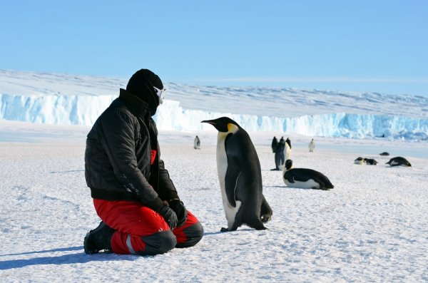 Emperor Penguin in Peninsula, Antarctica