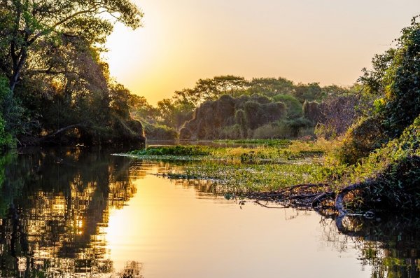  Pantanal Landscape, Brazil