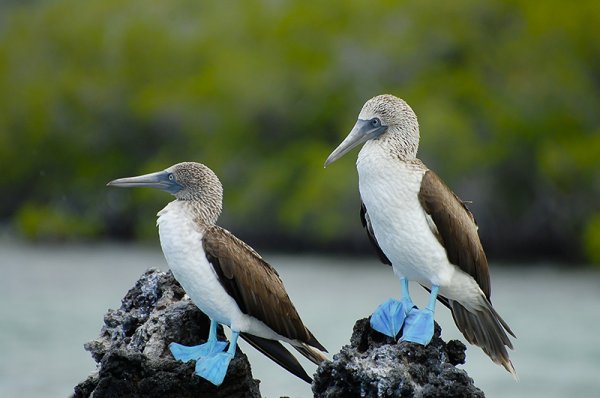 Blue foot bird