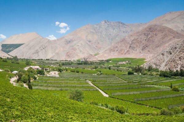 Elqui valley vineyards