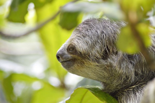 Sloth climbing a tree in the Amazon Rainforest, Costa Rica