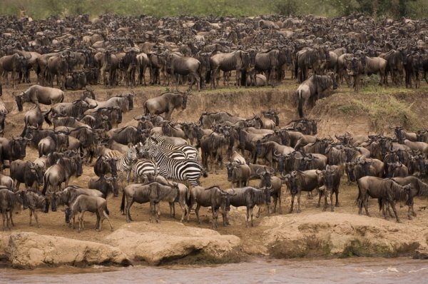 East Africa widlife