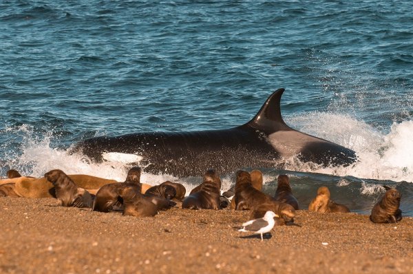 Whale and sea lions in Patagonia