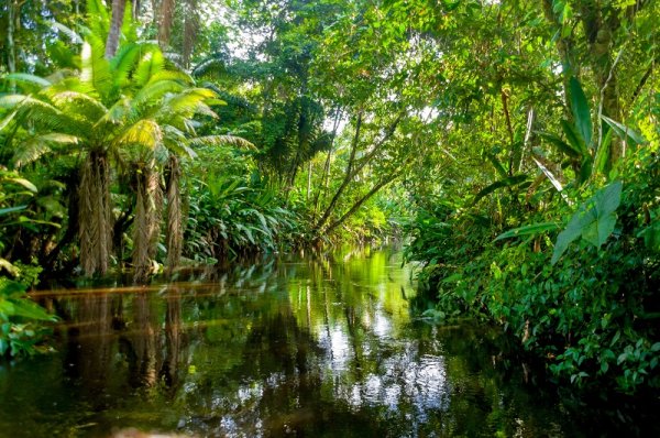 River in the Amazon Rainforest, South America