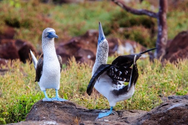 Blue footed boobies, Galapagos Islands