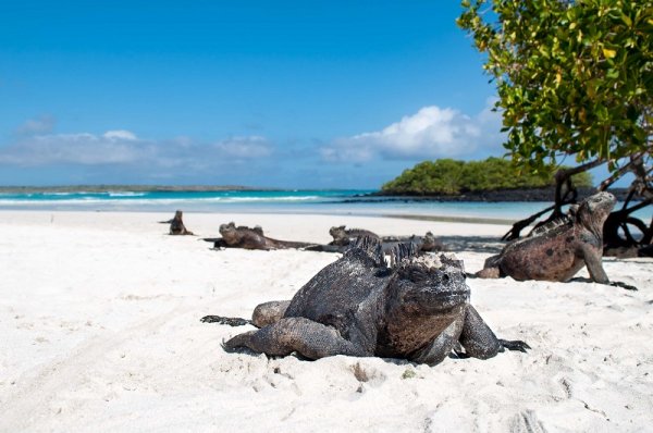 Animals of Galapagos Islands, Ecuador