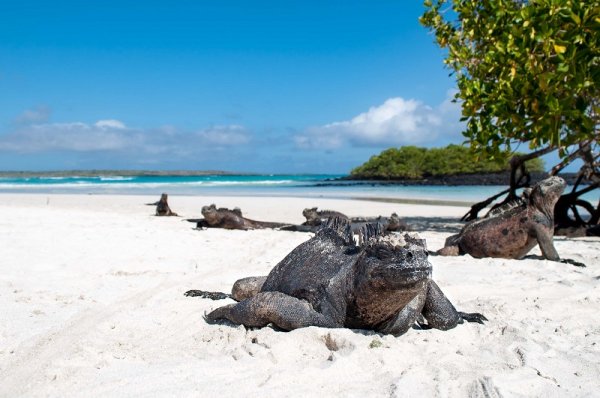 Marine Iguana taking a nap on an Island beach in the Galapagos