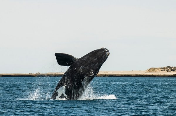 Whale jumping out of the water in Valdes Peninsula, Argentina