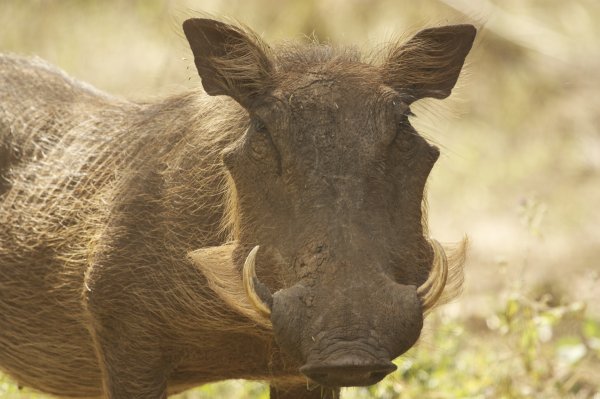 Warthog during the dry season