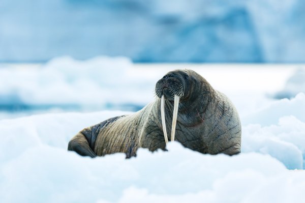 10 Amazing Animals of the Arctic