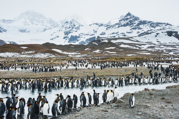 Penguin colony in South Georgia