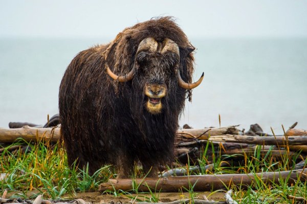 Musk oxen