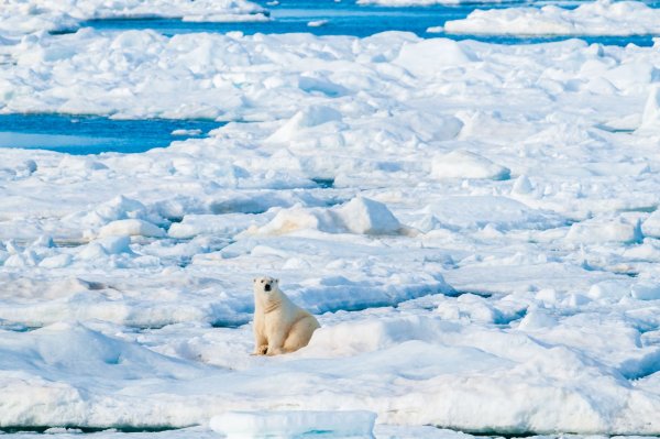 best places to solo travel arctic to spot polar bear