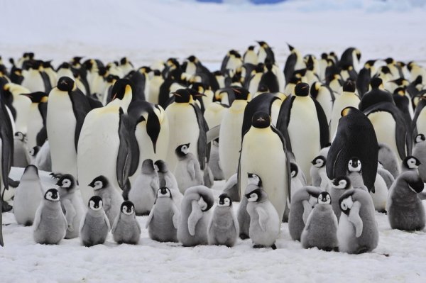 Emperor Penguin colony with penguin chicks