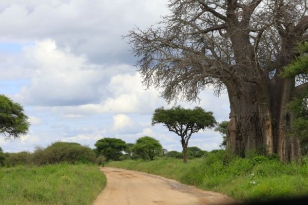 safari in tanzanias baobab trees in africa