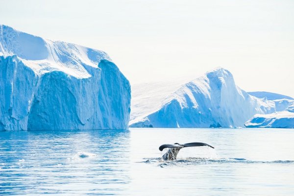 Humpback whale near the icebergs in Ilulissat icefjord, Greenland