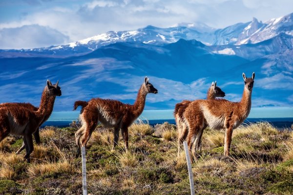 Guanacos on a mountain hill, Patagonia