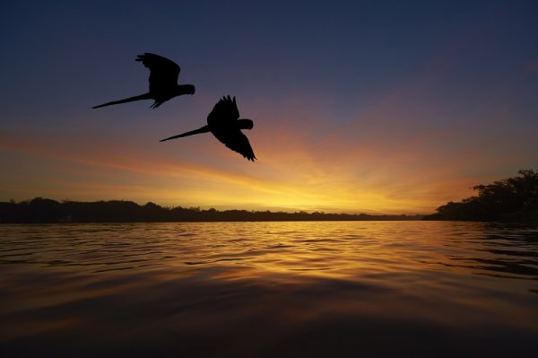 Beautiful sunset in the Amazon Jungle