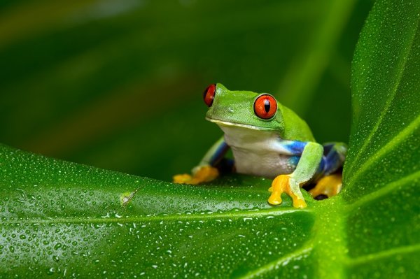 Frog in the rainforest of Amazon