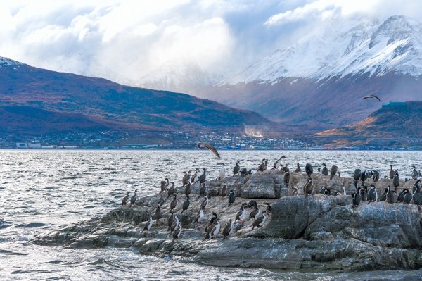 King Cormorant colony on an Island in the Beagle Channel, Tierra del Fuego