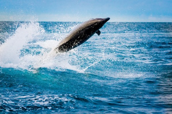 Playful dolphin jumping in the ocean, Galapagos Islands