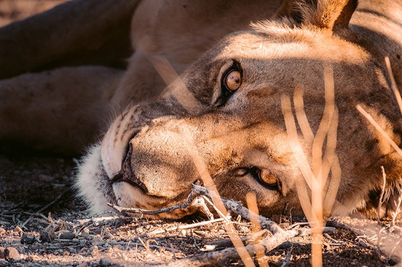 Lioness at Erindi Namibia andrew liu AX2vhty4Njg unsplash 800