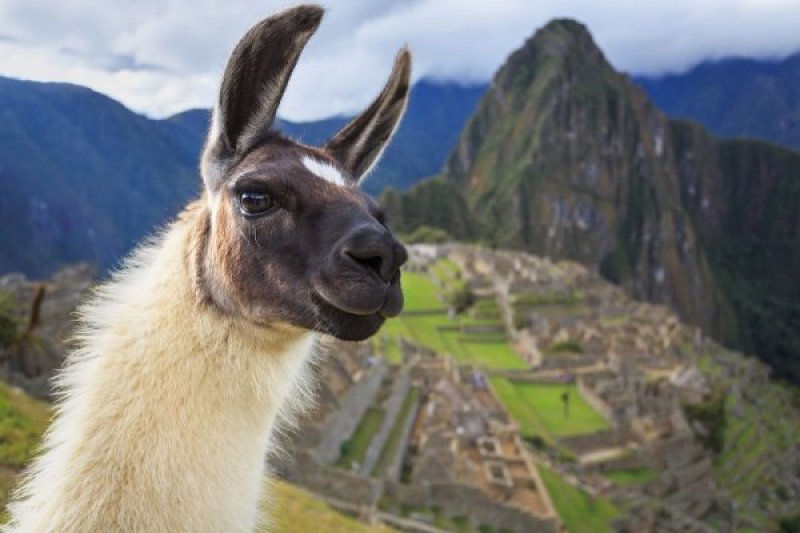 Machu Picchu with Lama