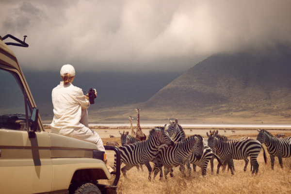 Woman sitting on a safari vehicle, watching a group of zebras