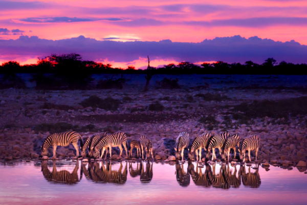 Zebras drinking water at sunset