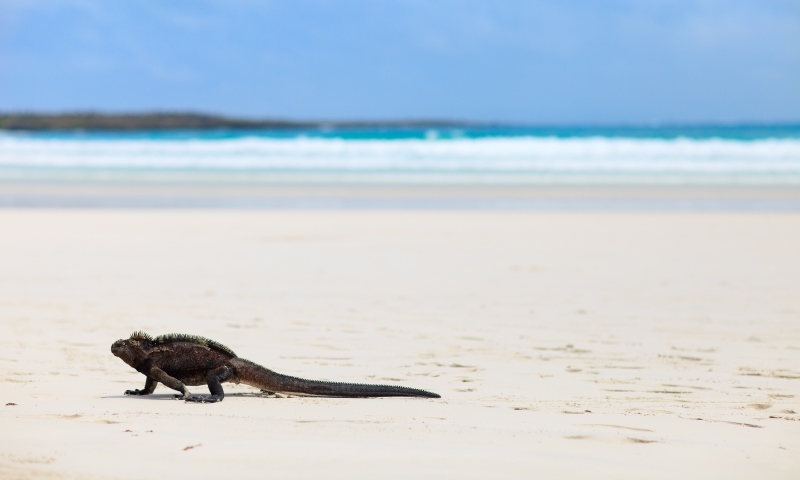 Galapagos Islands, Ecuador