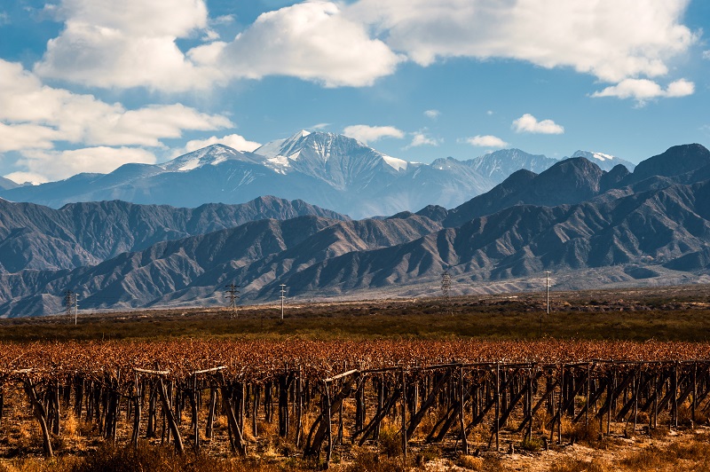 A vineyard surrounded by beautiful mountains