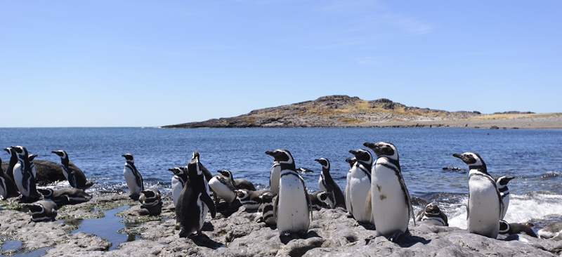 A colony of Magellanic penguins in Patagonia