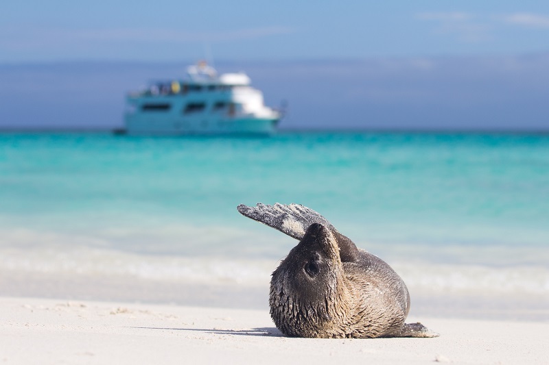 Cruising in the Galapagos is an adventure