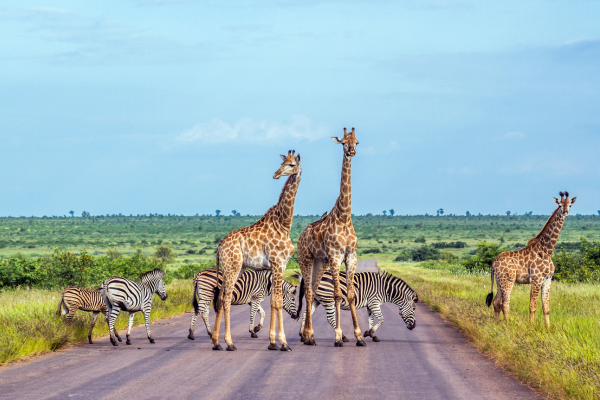 Zebras and giraffes crossing a road in Africa