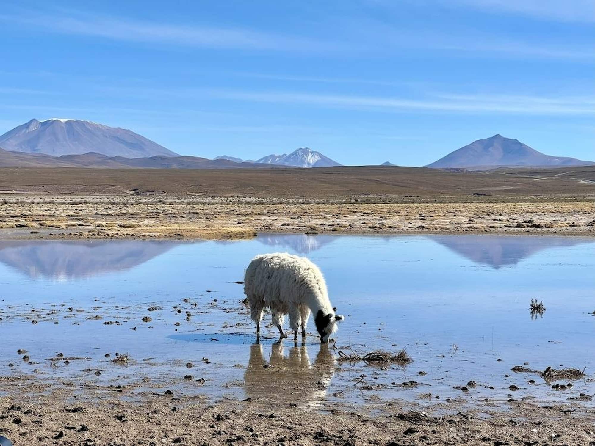 Alpaca spotted drinking water from a pond. Alpaca spotted drinking water from a pond.
