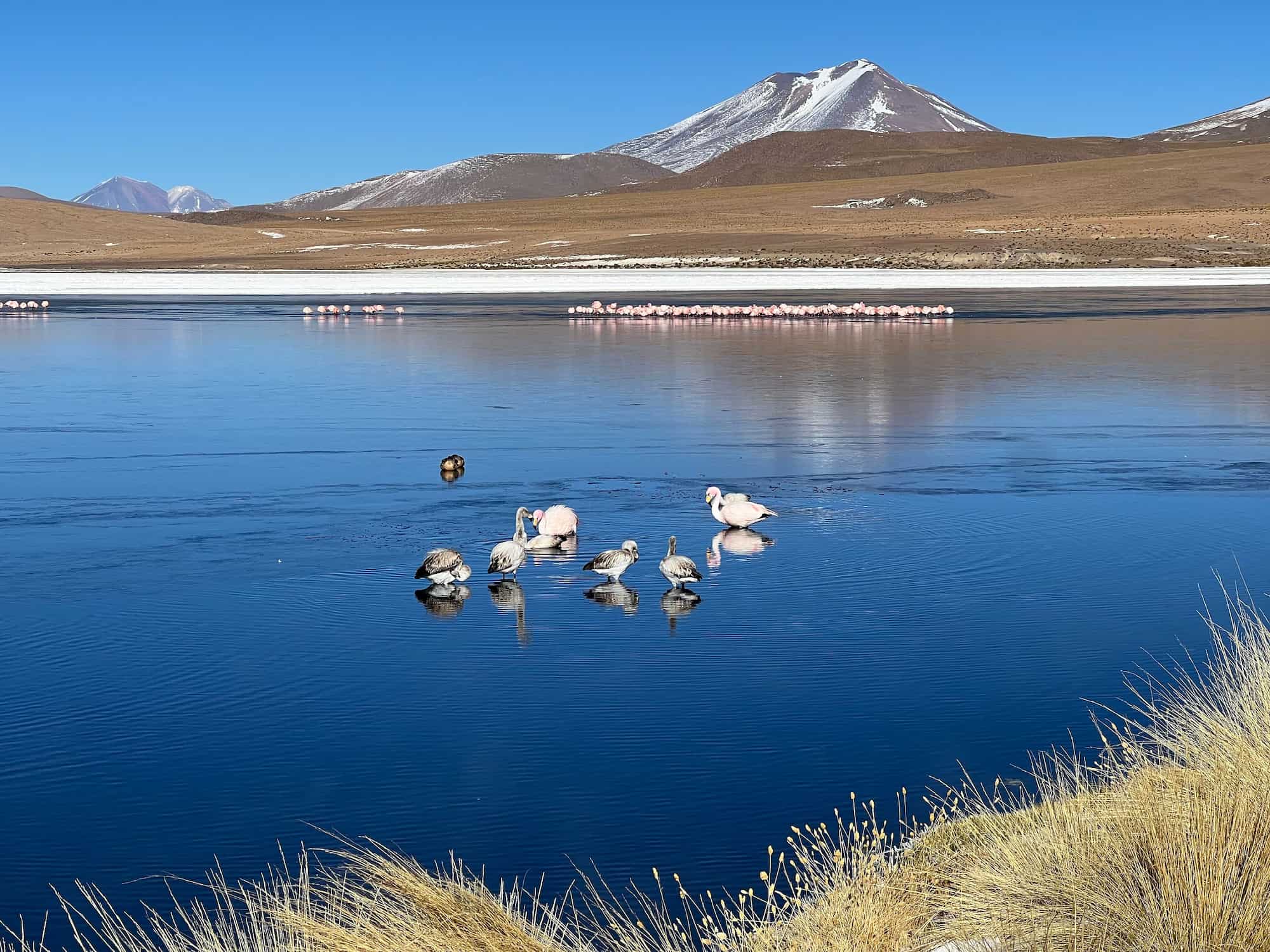 Wild and colorful: flamingos, geysers, and vicuñas by turquoise lagoon of Altiplano. Wild and colorful: flamingos, geysers, and vicuñas by turquoise lagoon of Altiplano.