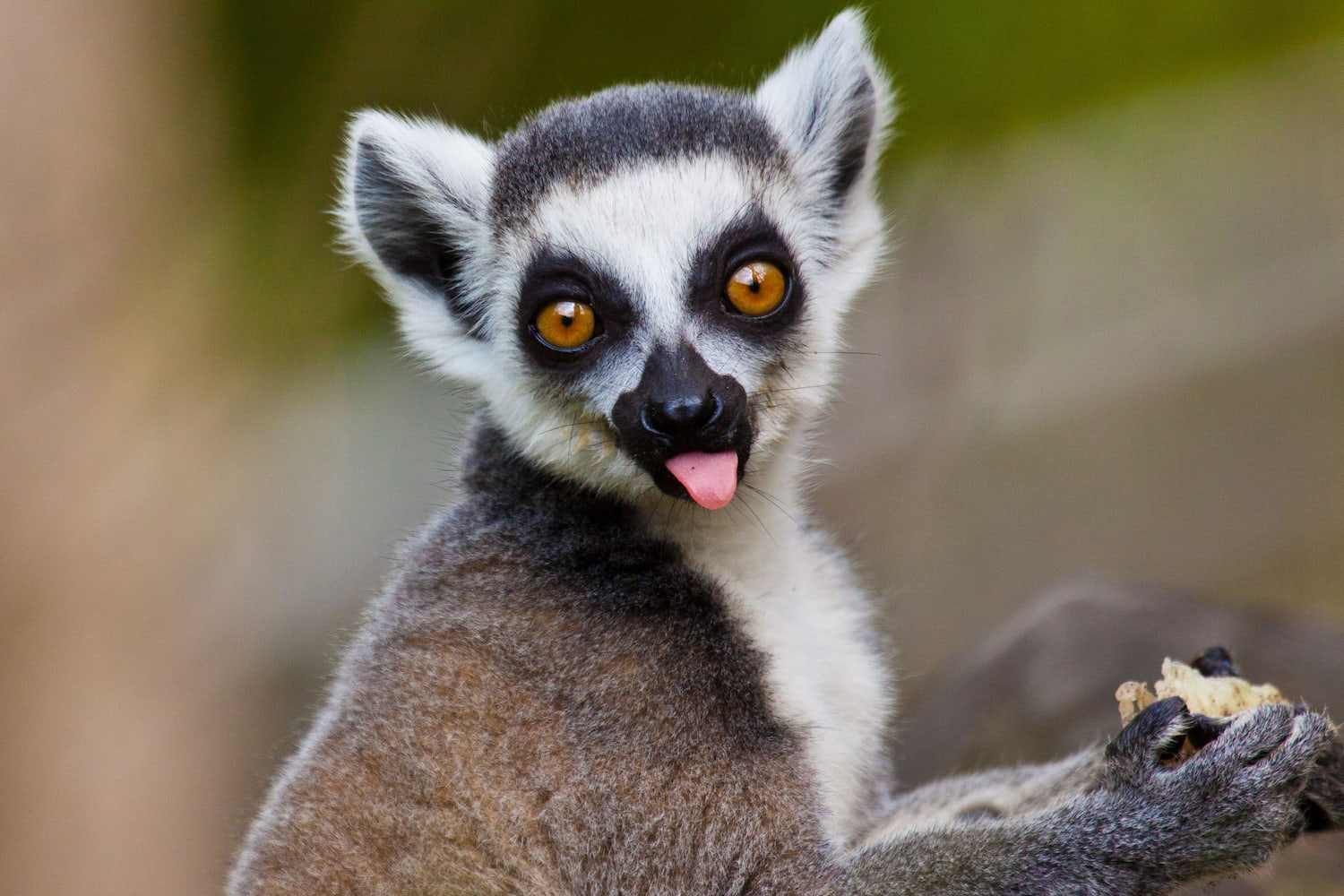 Just a lemur being cheeky.