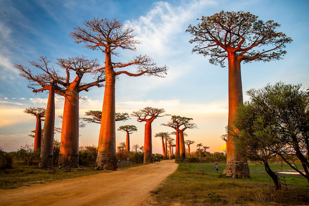 Avenue of the Baobabs!