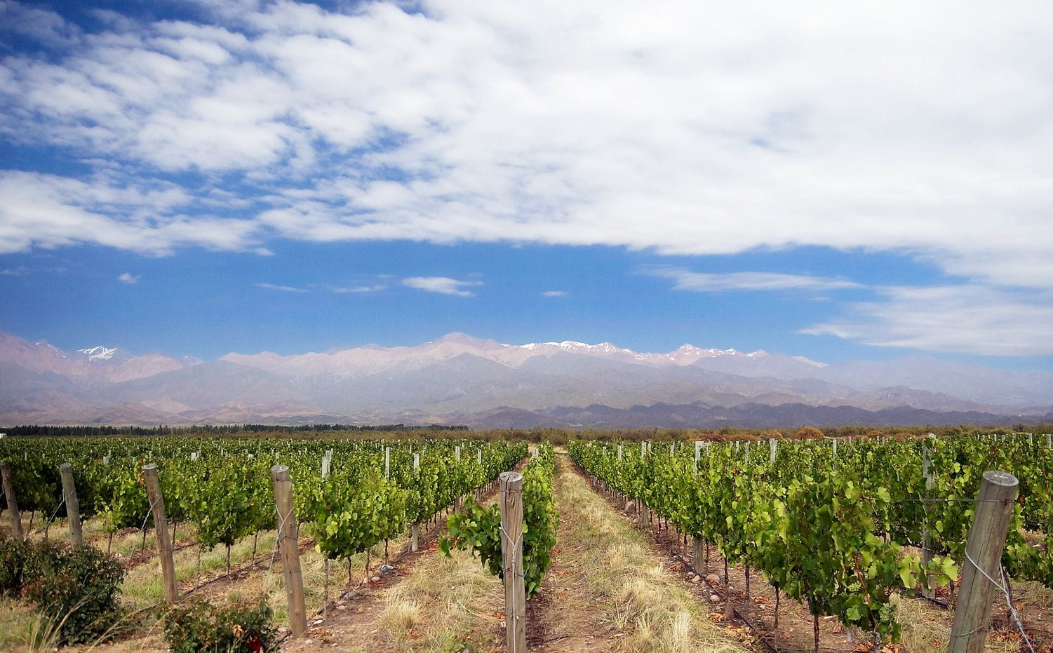 Vineyard in Mendoza, Argentina, with rows of green grapevines stretching toward the snow-capped Andes Mountains under a partly cloudy blue sky.