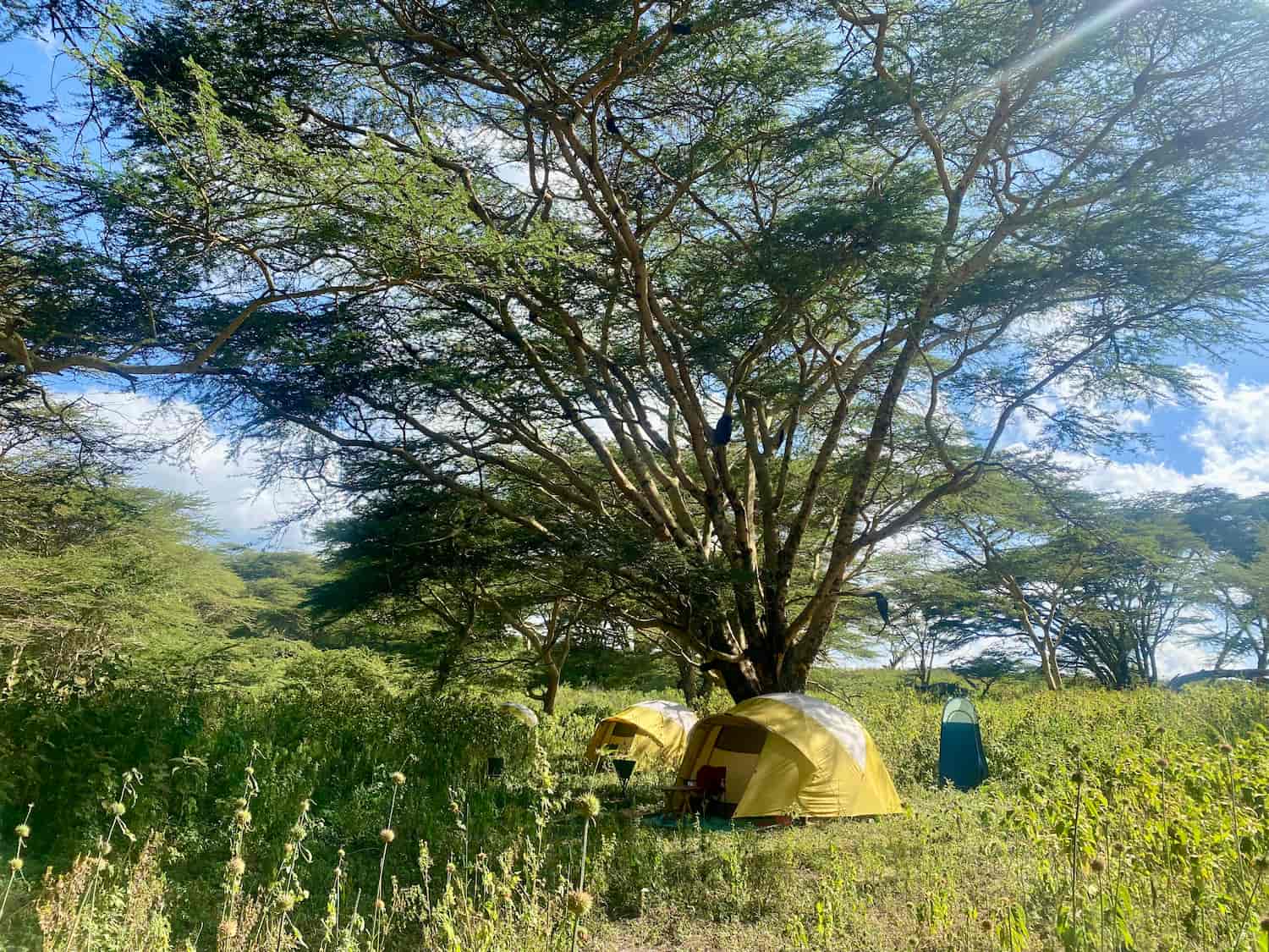 A campsite nestled beneath the trees in the Rift Valley