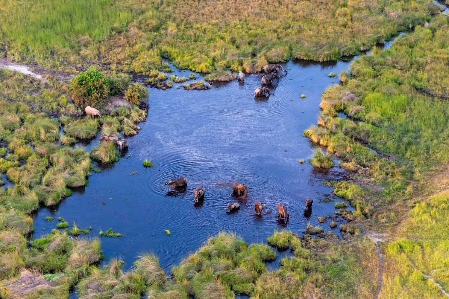 A scenic flight over the Okavango Delta