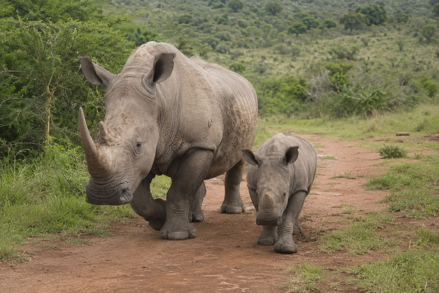 White rhino and calf in Hluhluwe-iMfolozi Game Reserve, KwaZulu-Natal, South Africa