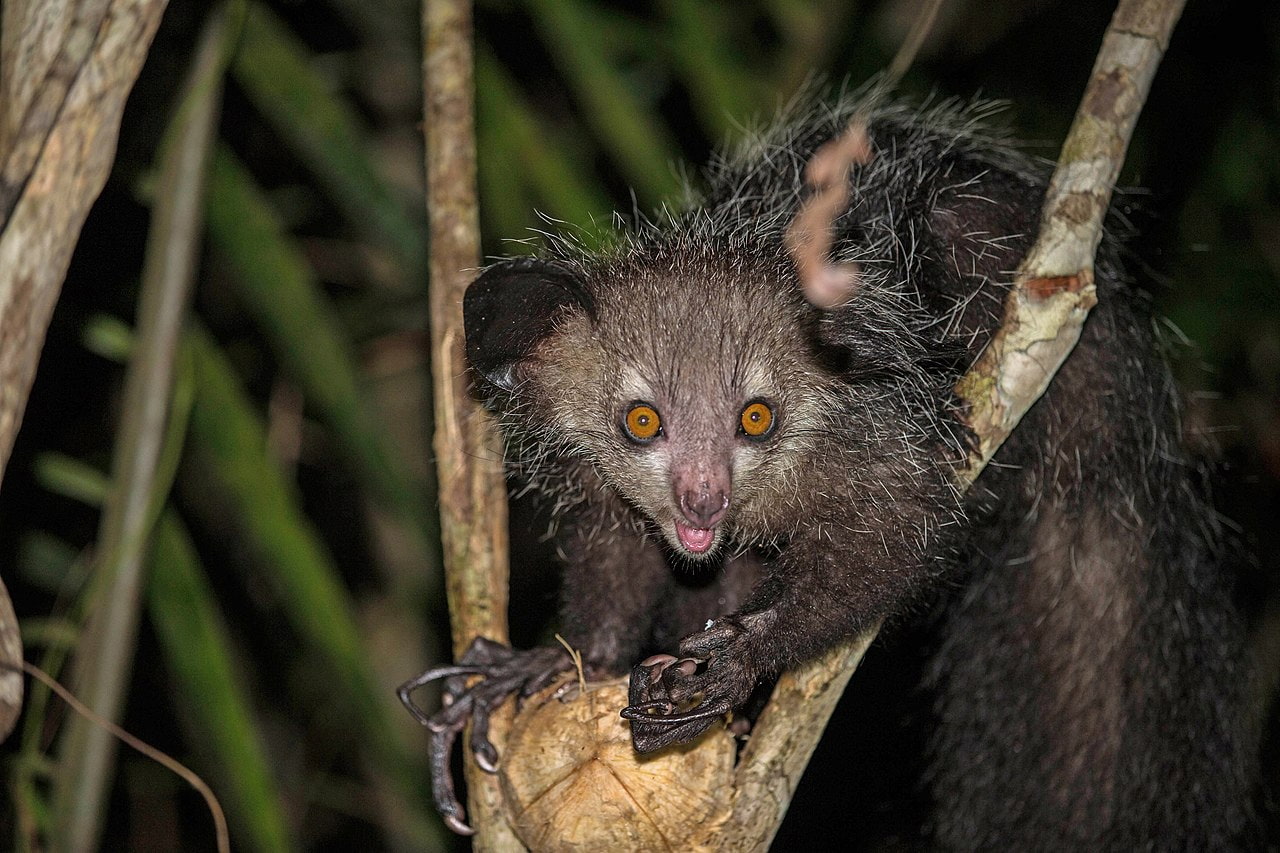 Aye-aye in Madagascar.