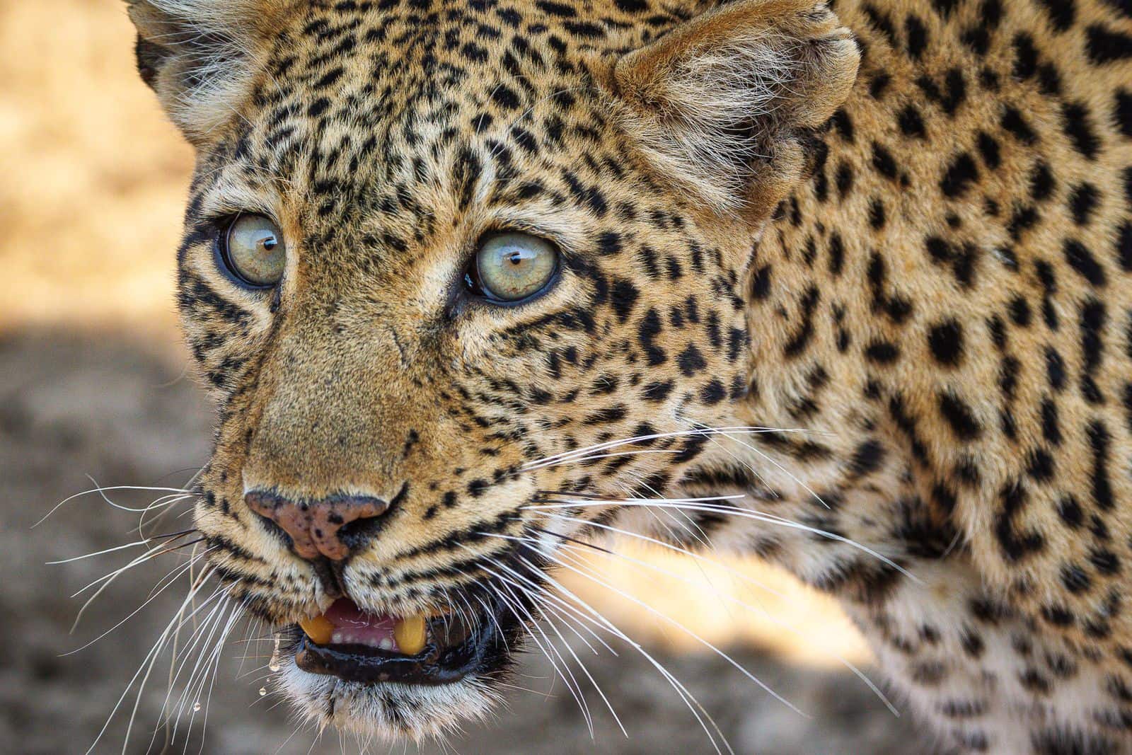 A close-up shot of an elusive big cat in Zambia