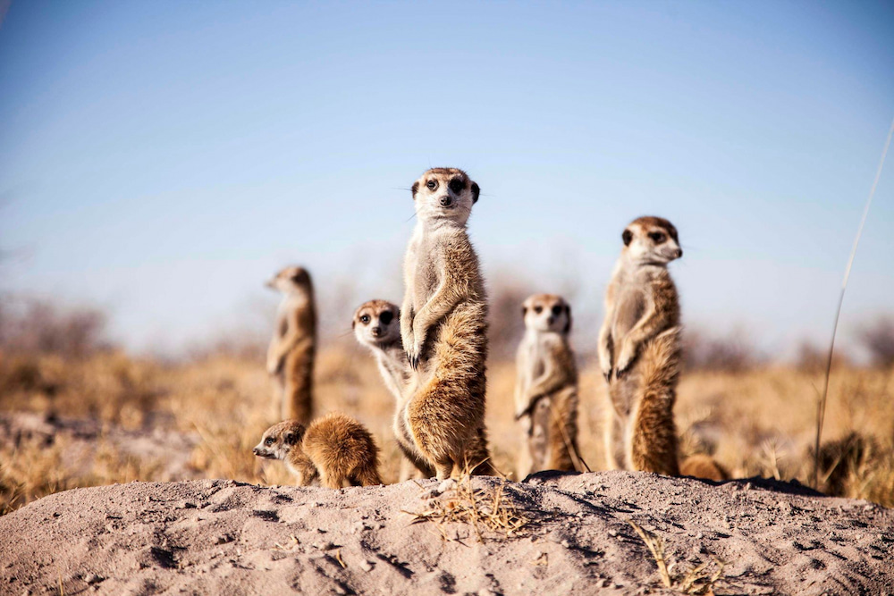 Meerkats in Africa.