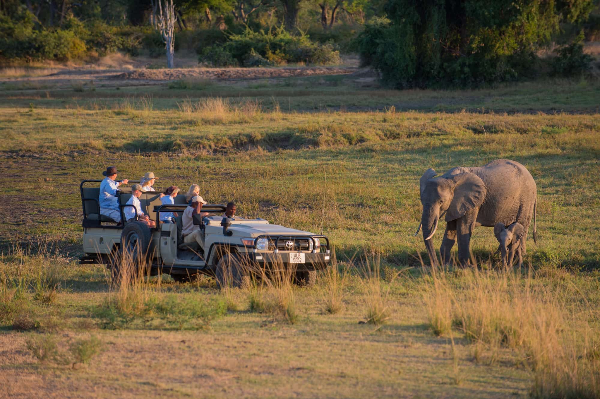 Safari tourist vehicle with nearby elephant in Luangwa, Zambia.