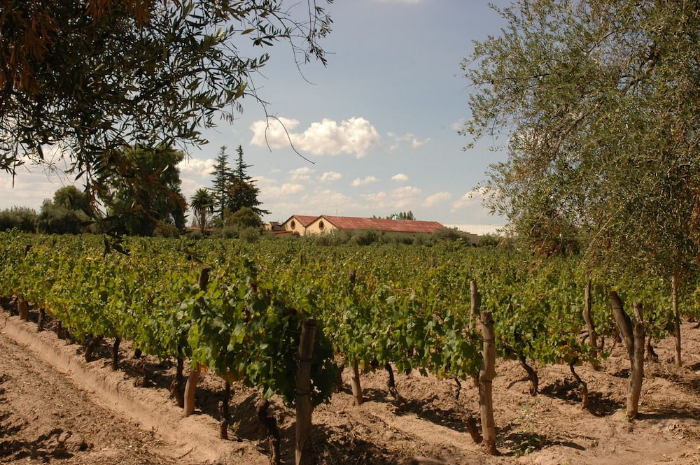 Vineyard in Mendoza with bodega in the background.