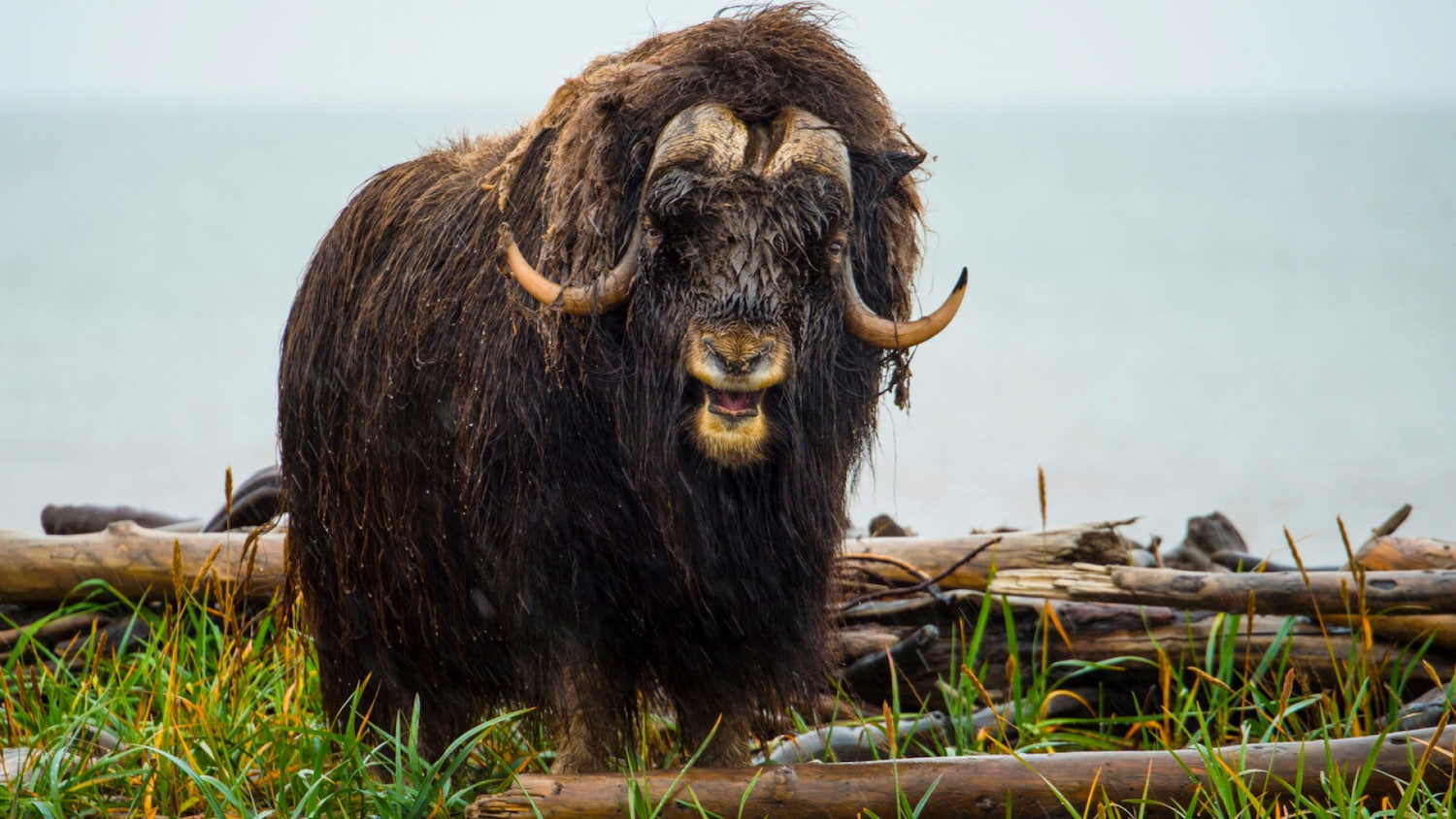 Musk Oxen