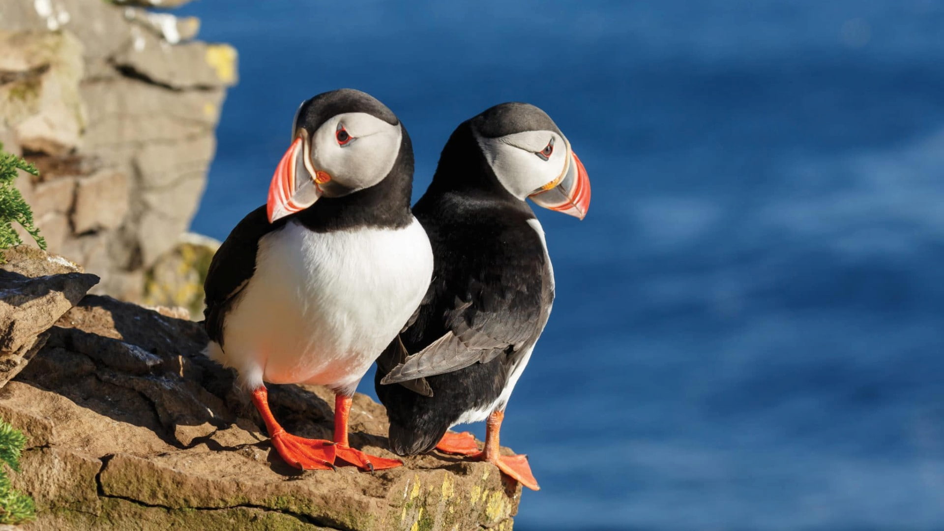 Puffins 