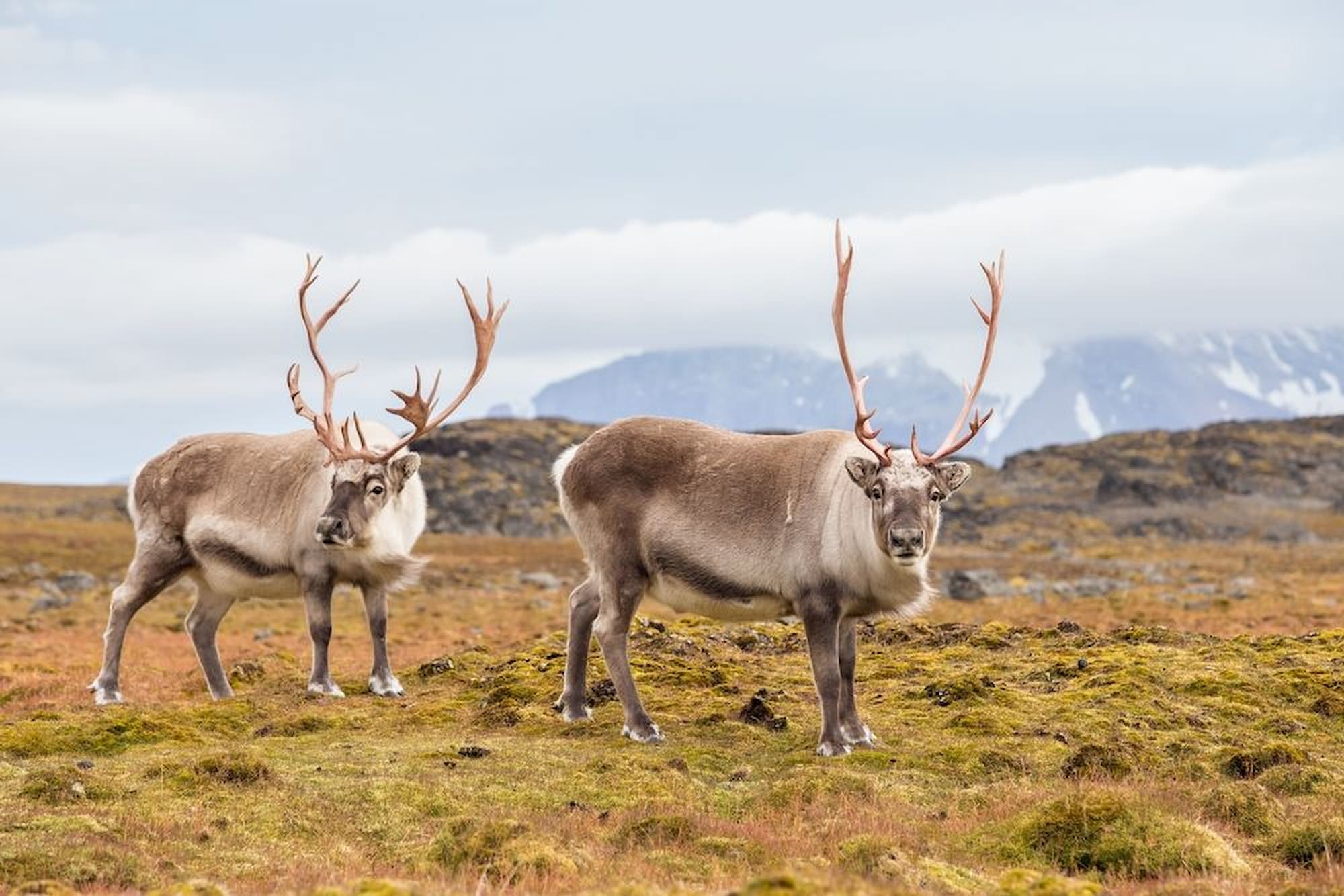 Arctic Reindeer.